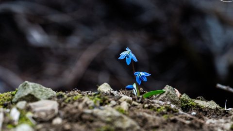 Весна. Фото: pixabay