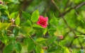 Rosa lucidissima at the Foding Mountain nature reserve in Shiqian County, southwest China's Guizhou Province.  Photo by Wu Xu/Xinhua.