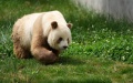 Brown giant panda Qizai at a newly opened science park dedicated to the protection of wild animals in Zhouzhi County of Xi'an, northwest China's Shaanxi Province. Photo by Xinhua/Li Yibo.