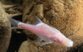 The Sinocyclocheilus guiyang, a new fish species without functional eyes. Photo by Zhou Jiajun/Xinhua.