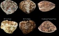 Chinese researchers restore shell paintings from Warring States period. Photo by Xinhua.