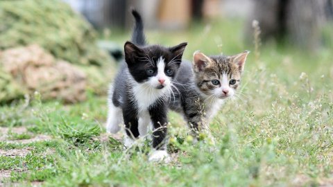 Кошенята. Фото: pixabay