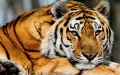 A wild Siberian tiger. Photo by Xinhu.