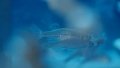 Zebrafish on China's space station in good condition. Photo by Xinhua.