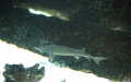 Researchers have spotted the Yangtze sturgeon. Photo by Xinhua.