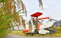 A farmer operates an agricultural machinery to harvest rice at Baita Town of Xianju County in Taizhou, east China's Zhejiang Province. Photo by Wang Huabin/Xinhua.