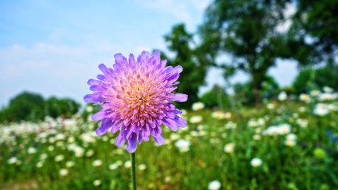 Літо. Фото: pixabay
