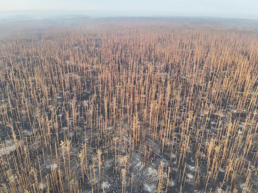 Такий зараз вигляд має Серебрянський ліс у Луганській області, бойові дії в якому безперервно тривають протягом останніх півтора року. Фото: фотограф та військовослужбовець ЗСУ Юрій Горський