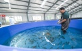 Zhou Liang checks juvenile fish of Dabry's sturgeon at a breeding base in Yibin, southwest China's Sichuan Province. Photo by Xinhua/Wang Xi.