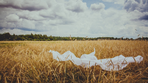 Літо. Поле. Фото: pixabay