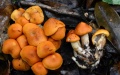 Chinese researchers have discovered a new fungus species, Cystoderma yongpingense. Photo by Xinhua.