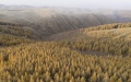 China adds 2.67 mln hectares of trees, grass in key afforestation program. Photo by Xinhua.