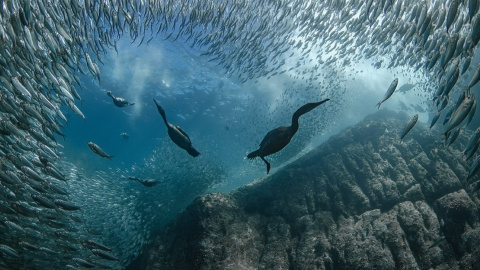 Фото: © Taryn Schulz