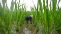 Chinese experts establish platform to identify, utilize superior genes in wild rice. Photo by Xinhua.