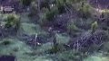 Defense Intelligence identifies russians who shot 4 Ukrainian prisoners of war near Robotyne