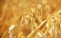 Due to exceeding quotas, EU returns customs duties on Ukrainian oats