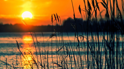 Літо. Фото: pixabay