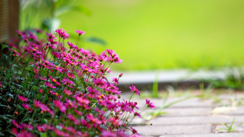 Літо. Фото: pixabay