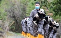 Staff members hold giant panda cubs during a group appearance event at the Shenshuping base of the China Conservation and Research Center for Giant Panda in Wolong, southwest China's Sichuan Province. Photo by Li Chuanyou/Xinhua.