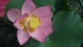 The blossom of a millennium-old lotus seed at the Nanning botanical garden in Nanning, south China's Guangxi Zhuang Autonomous Region. Photo by Xinhua.