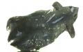 The specimen similar to Vampyroteuthis infernalis collected in September 2016 at depths between 800 and 1,000 meters in the South China Sea. Photo by Xinhua.