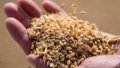 A staff checks newly harvested wheat at a storehouse of a grain and oil company in Qitai County, Changji Hui Autonomous Prefecture, northwest China's Xinjiang Uygur Autonomous Region. Photo by Xinhua/Ding Lei.