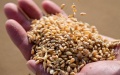 Ukraine boosts grain exports by 59% to 5 million tons since MY2024/2025 start