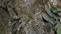 A new fern species named Cyrtomium adenotrichum discovered on a cliff in Nandan County under Hechi City, south China's Guangxi Zhuang Autonomous Region. Photo by Xinhua.