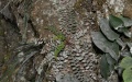 A new fern species named Cyrtomium adenotrichum discovered on a cliff in Nandan County under Hechi City, south China's Guangxi Zhuang Autonomous Region. Photo by Xinhua.