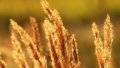 Heat in Ukraine will only increase - Ukrainian Hydrometeorological Center
