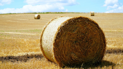Літо. Фото: pixabay