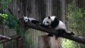 The China Conservation and Research Center for the Giant Panda in southwest China's Sichuan Province. Photo by Xinhua.