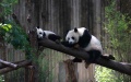The China Conservation and Research Center for the Giant Panda in southwest China's Sichuan Province. Photo by Xinhua.