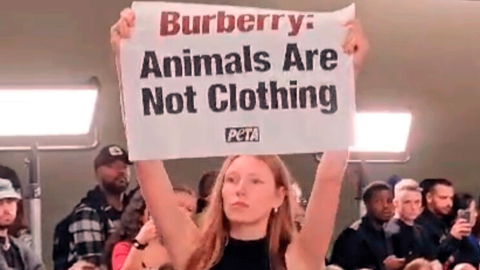 Зоозахисники PETA увірвалися на щорічні збори акціонерів Burberry. Фото: PETA