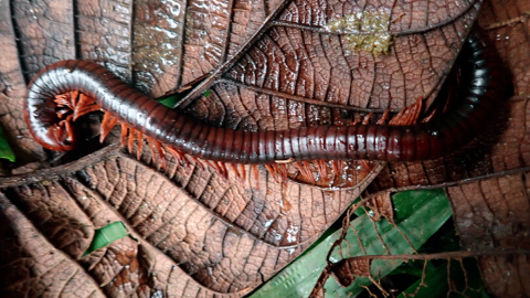 Многоножка Spirostreptus sculptus. Фото: Дмитрий Тельнов/NHM London, UK