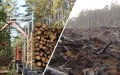 Russians massively cutting down Ukrainian forests in occupied Donetsk Region - National Resistance Center