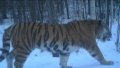 This photo taken by an infrared camera shows a wild Siberian tiger in the Muleng forest area in northeast China's Heilongjiang Province. Photo by Xinhua.