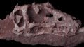 Fossil of Asiatyrannus xui. Photo: Xinhua.