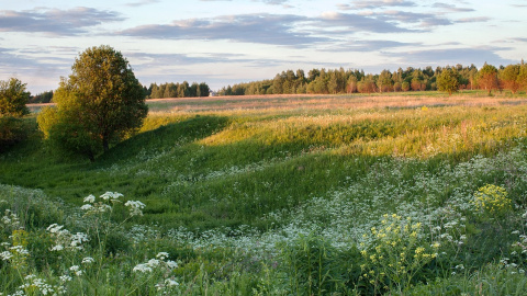 Літо. Фото: pixabay
