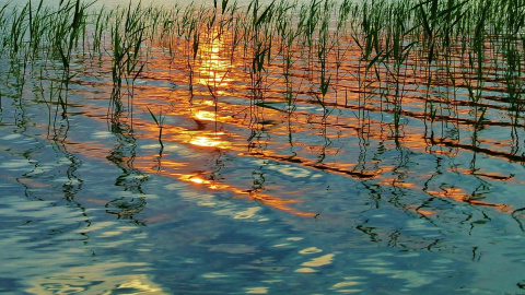 Літо. Фото: pixabay