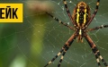 Russia spread fakes about invasion of poisonous spiders in Ukraine