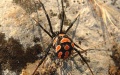 13 Ukrainians bitten by spiders since year start