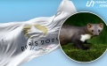 "Saboteur" who spoiled cable at Olympics was an ordinary marten - Paris prosecutor's office