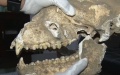 Well-preserved giant panda fossil discovered in China's Shaanxi. Photo by Xinhua.