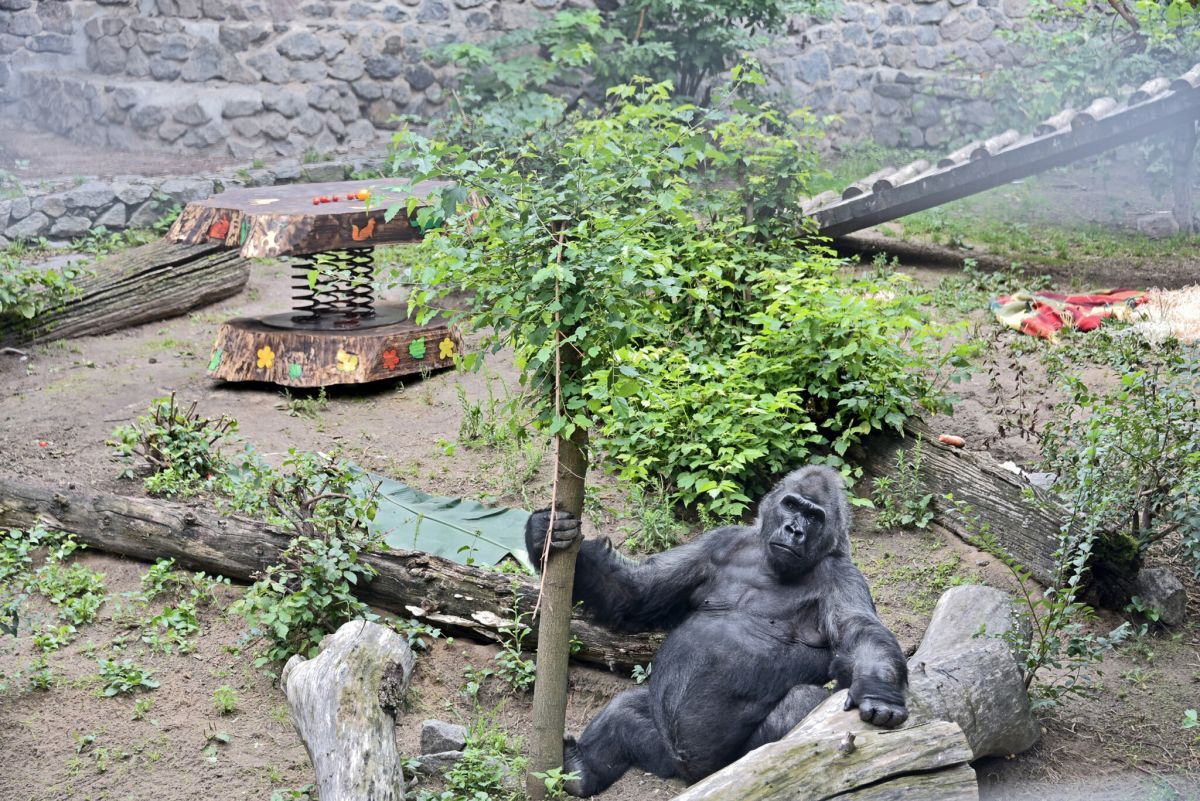 Фото: Київський зоопарк