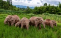 Wild Asian elephants foraging at a paddy rice field in Jiangcheng County, southwest China's Yunnan Province. Photo by Xinhua/Chen Xinbo.