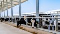 China's Xizang introduces novel research model for dairy cows. Photo by Xinhua.