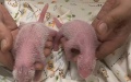 Panda twins of Ying Ying and Le Le, pandas given as a gift by the central government to Hong Kong. Photo by Ocean Park Hong Kong/Xinhua.