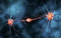 A team of Chinese scientists has established a novel brain-inspired network model. Photo by Xinhua.