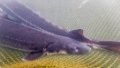 Yangtze sturgeons at a breeding base for rare fishes in the Three Gorges Reservoir in southwest China's Chongqing. Photo by Xinhua/Tang Yi.